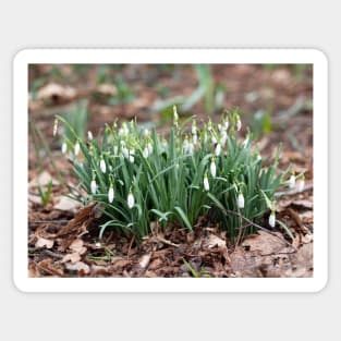 Delicate Snowdrop flower is one of the spring symbols telling us winter is leaving Sticker
